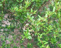 viburnum obovatum bloom ab.jpg